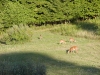 deer.jpg