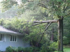 Oak on house