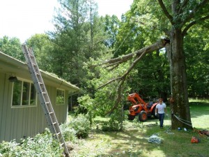 Oak tree suspended and moved off house