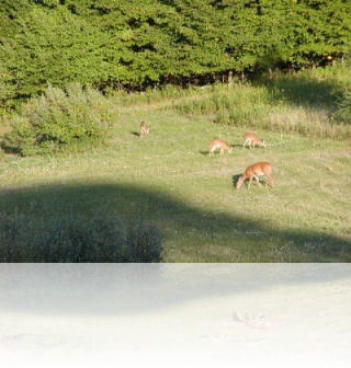deer